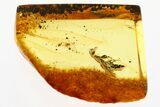 Detailed Fossil Cuckoo Wasp (Chrysididae) In Baltic Amber #273307-1